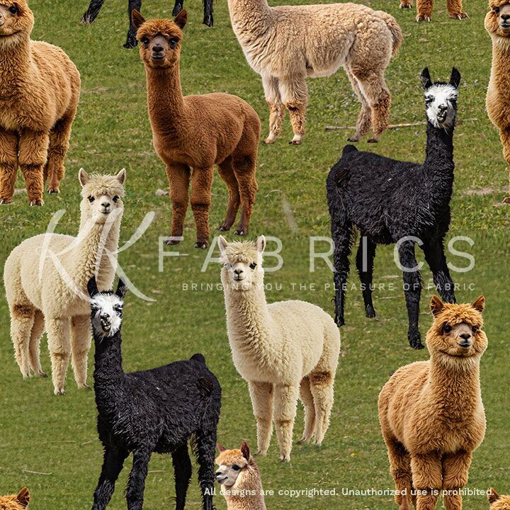 04 Mixed Alpaca Pasture Pals (6013)