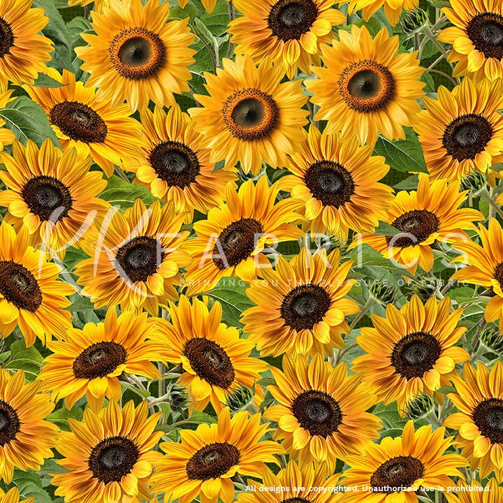 06 Sunflower Field Fields of Sunshine (6008)