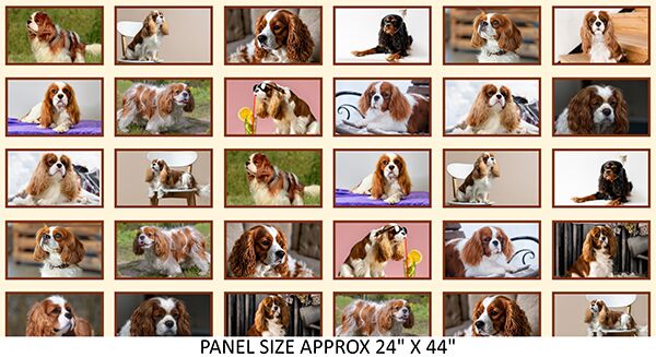 02 Cavalier King Charles 24'' Cherished Companions (6069)