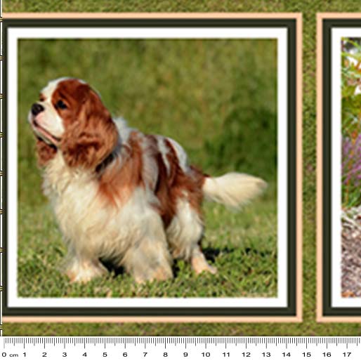 06 Boxes Cherished Companions (6069) - Image 2