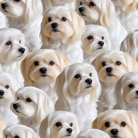 13 Maltese Cherished Companions (6069)